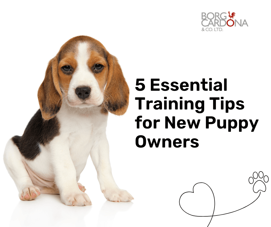 5 Essential Training Tips for New Puppy Owners Image