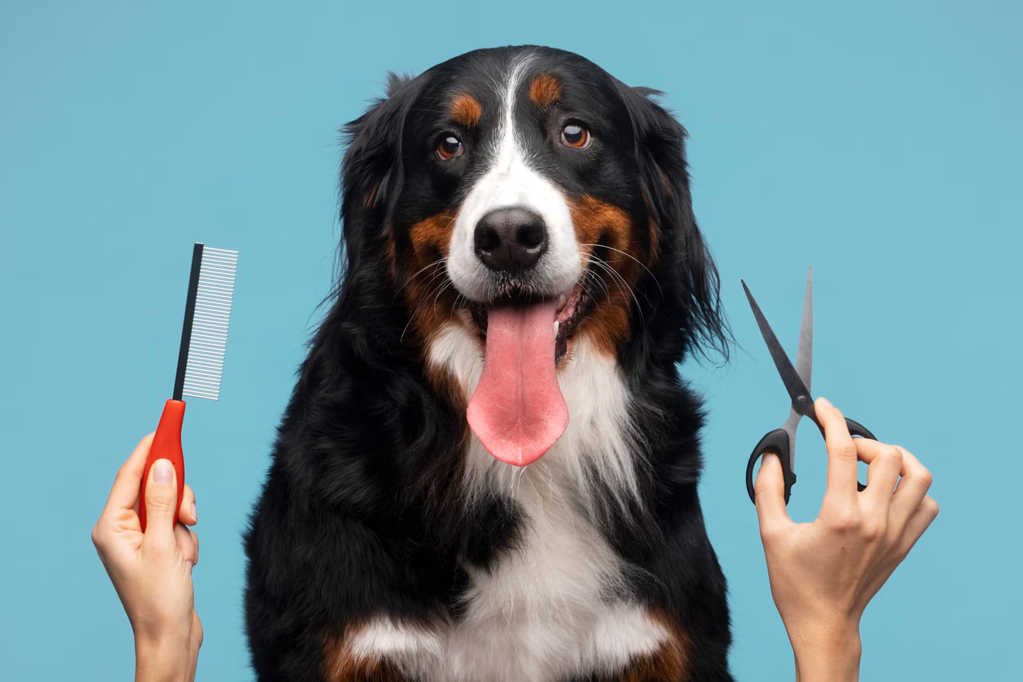 Health & Wellness: Why Regular Grooming Is More Than Just Aesthetics Image