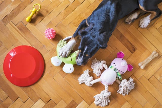 The Hidden Dangers of Cheap Pet Toys and Scratchers: What Every Pet Parent Should Know! Image