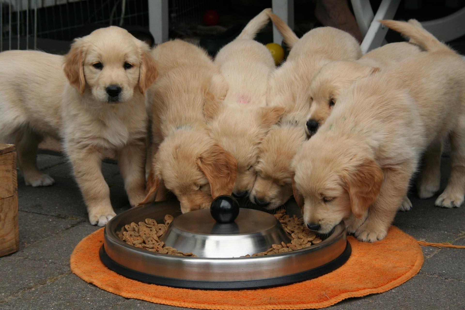 Fats & Fatty Acids Explained: Why Your Pet Needs Them Image